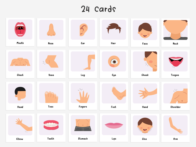 24 Body Parts Cards, Montessori flashcards, Educational Printable Cards - Image 3