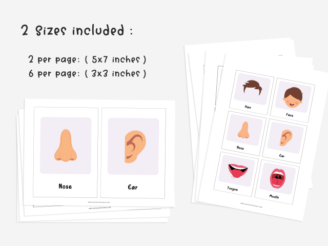 24 Body Parts Cards, Montessori flashcards, Educational Printable Cards - Image 4