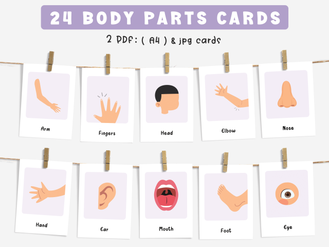 24 Body Parts Cards, Montessori flashcards, Educational Printable Cards